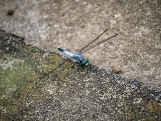 Orthetrum albistylum skimmer dragonfly on concrete divider 1