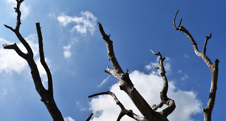 dead tree on blue sky