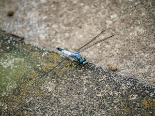 Orthetrum albistylum skimmer dragonfly on concrete divider 2