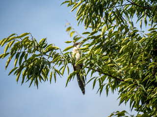 Azure winged magpie Cyanopica cyanus in a tree 6