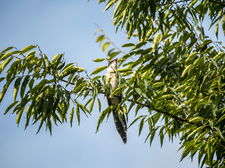 Fototapeta premium Azure winged magpie Cyanopica cyanus in a tree 5