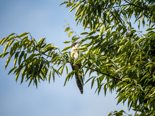 Azure winged magpie Cyanopica cyanus in a tree 7