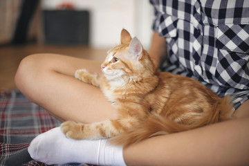 Cat lies on the legs of a young woman