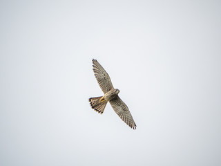 common kestrel Falco tinnunculus in flight 1