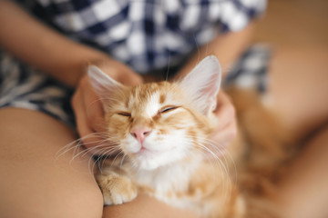 Cat lies on the legs of a young woman