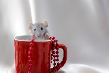 Gray rat is hiding behind a red cup. Symbol of the year 2020. Year of the rat. Greeting card. Place for text