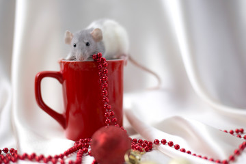 A white rat sits on top of a red cup on a white satin background. Symbol of the year 2020. Year of the rat. Greeting card. Place for text