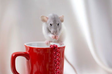 White rat is washing herself while sitting on red cup against the background of a white satin. Symbol of the year 2020. Year of the rat. Greeting card. Place for text
