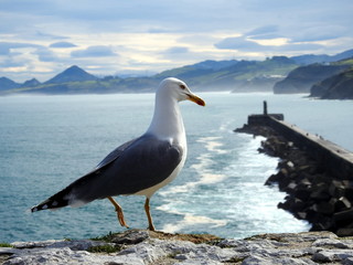 Gaviota patiamarrilla (Larus michahellis) obsevando el horizonte