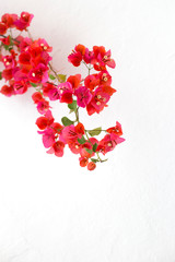 Branch of pink bougainvillea near white wall. Blooming red flowers on background of white wall. Greeting card background. Flora of Spain