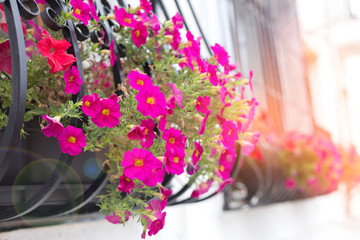 Pink and red petunia near the window. Floral decoration of the facade. Petunia grows outside the window grill. Petunia flowers in the sunset