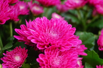 Chrysanthemum