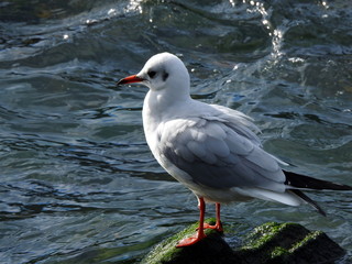 Gaviota reidora (Chroicocephalus ridibundus) en la ría de Limpias