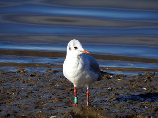 Gaviota reidora (Chroicocephalus ridibundus) en la ría de Limpias