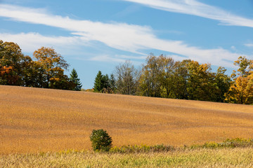 autumn landscape with golden field and trees