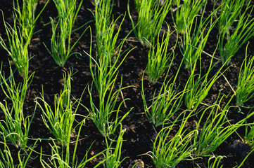 Onion from the growing garden Organic vegetable concept