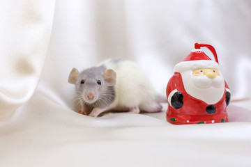 Gray-white rat on beige background holds his paw on ceramic Santa Claus. New Year concept