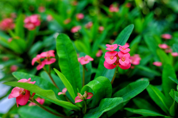 Close up Pink Crown of Thorns Flower.