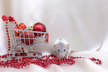 New Year 2020. White rat near shopping trolley with red Christmas balls on a white background. Rat symbol of the year