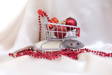 White rat under shopping cart with red Christmas balls. Symbol of the year 2020. Year of the rat