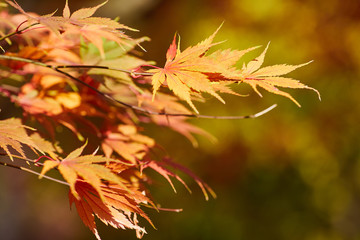 Autumn colorful bright leaves swinging on an oak tree in autumnal park. Fall background. Beautiful nature