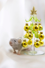 2020 New Year. Gray-white rat under artificial pine tree with golden balls on white background