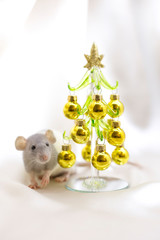 White rat under miniature model pine tree with golden balls on white background. 2020 New Year