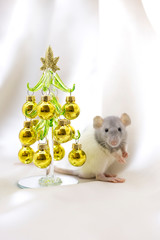 White rat under pine tree with golden balls on white background. 2020 New Year
