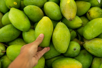 Male hands holding a green juicy fresh mango fruit with a lot of green mangoes on a background. Group of fresh green mango for sell .Thai fruit tropical raw mangoes.