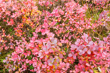 Blueberry bushes with red leaves in autumn