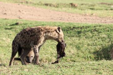 Spotted hyenas fighting over a wildebeest skin.