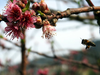 Abeja recolectando polen