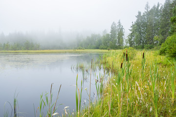 Fototapeta na wymiar Beautiful view with a forest lake in fog