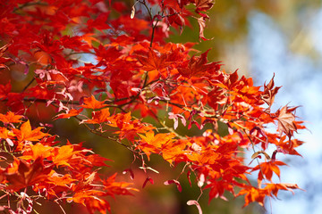 Autumn colorful bright leaves swinging on an oak tree in autumnal park. Fall background. Beautiful nature