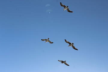 oiseaux
