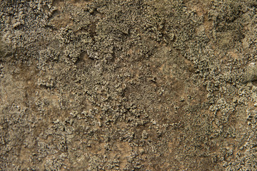 The surface of natural wild stone covered with moss.