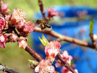 Abeja recolectando polen