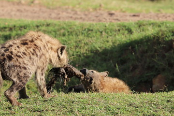 Spotted hyenas fighting over a wildebeest skin.