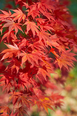 Autumn colorful bright leaves swinging on an oak tree in autumnal park. Fall background. Beautiful nature