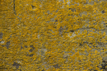 The surface of natural wild stone covered with moss.