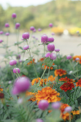 ピンクのセンニチコウ