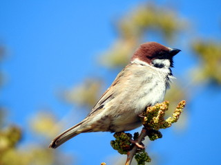 Gorrión Molinero (Passer montanus)
