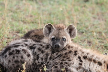 Spotted hyena cubs sleeping against each others, Masai Mara National Park, Kenya.