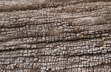 Closeup wood texture