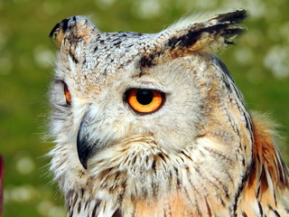 Eurasian eagle owl (Bubo bubo)