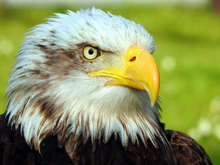 Primer plano de Aguila Calva Americana (Haliaeetus leucocephalus)