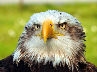 Primer plano de Aguila Calva Americana (Haliaeetus leucocephalus)