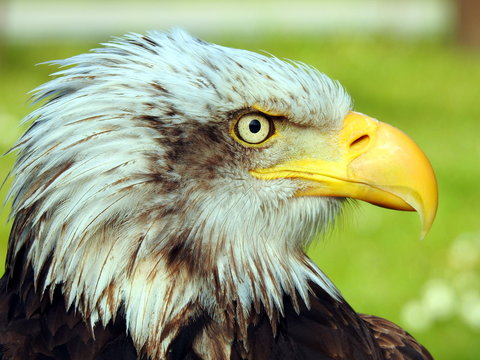 Primer plano de Aguila Calva Americana (Haliaeetus leucocephalus)