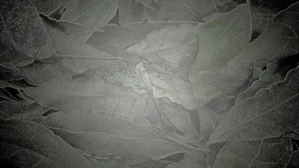  Leaves of a laurel tree. Background for design.
