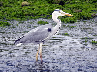 Garza real (ardea cinera) en la ría de Limpias (Cantabria)